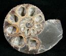 Sliced Hoploscaphites Brevis Ammonite - #12098-2